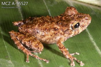 Media type: image;   Herpetology A-95527 Description: Photo of animal in life, taken in the field by Dr. Kenneth Ichiro Miyata. A slide of the photo was scanned in 2012 by Melissa Wooley.;  Aspect: lateral